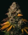 Spooky OG Feminizada