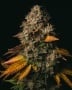 Spooky OG Feminizada