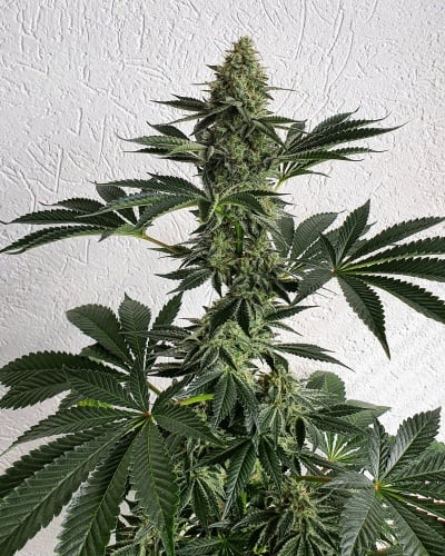 Lemon Storm Feminizada