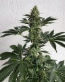 Lemon Storm Feminizada