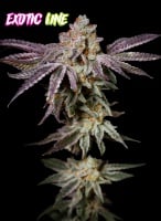 Insanity OG Feminizada