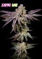 Insanity OG Feminizada