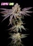 Insanity OG Feminizada