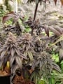 Insanity OG Feminizada