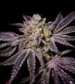 Insanity OG Feminizada