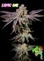 Insanity OG Feminizada