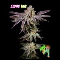 Insanity OG Feminizada