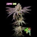 Insanity OG Feminizada