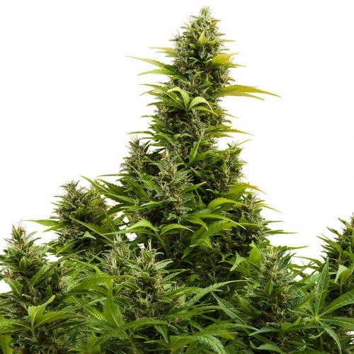 Medikit CBD Autofloreciente Feminizada
