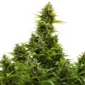 Medikit CBD Autofloreciente Feminizada