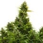 Medikit CBD Autofloreciente Feminizada