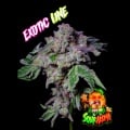 Sour Aloha Feminizada