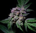 Sour Aloha Feminizada