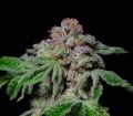Sour Aloha Feminizada