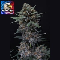 Alien Snack Auto Feminizada
