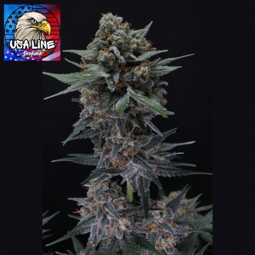 Alien Snack Auto Feminizada