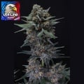 Alien Snack Auto Feminizada