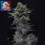 Alien Snack Auto Feminizada