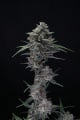 Alien Snack Auto Feminizada