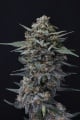 Alien Snack Auto Feminizada