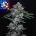 MAK OG Auto Feminizada