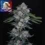 MAK OG Auto Feminizada