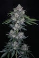 MAK OG Auto Feminizada