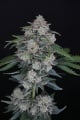 MAK OG Auto Feminizada