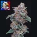 SherBacio OG Auto Feminizada