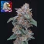 SherBacio OG Auto Feminizada