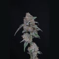 SherBacio OG Auto Feminizada