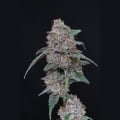 SherBacio OG Auto Feminizada