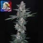 Tri-Whip Kush Auto Feminizada