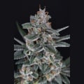 Tri-Whip Kush Auto Feminizada