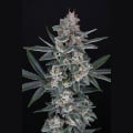 Tri-Whip Kush Auto Feminizada