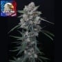Whipped Runtz Auto Feminizada