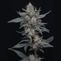Whipped Runtz Auto Feminizada