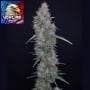 Honeyed Cream Dream Feminizada