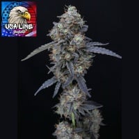 Minty Grape Kush Feminizada