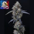 Minty Grape Kush Feminizada