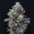 Minty Grape Kush Feminizada