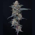 Minty Grape Kush Feminizada