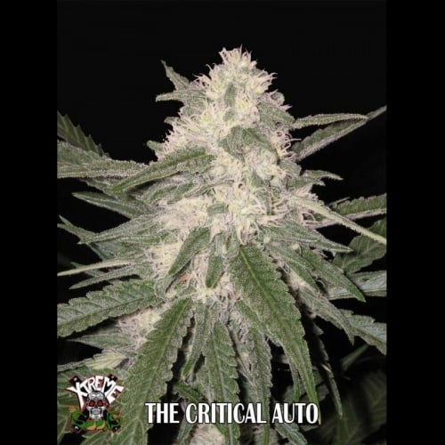 The Critical Auto Feminizada