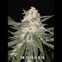 The Critical Auto Feminizada