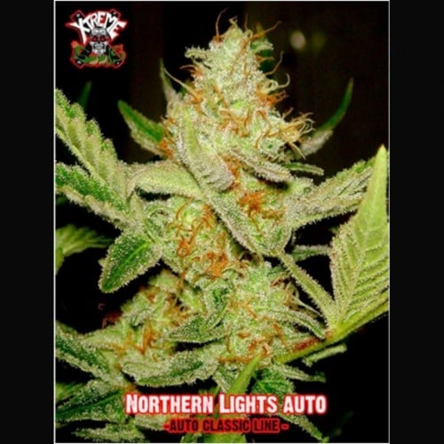 Northern Lights Auto Feminizada