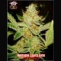 Northern Lights Auto Feminizada