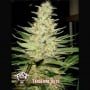 Tangerine Auto Feminizada