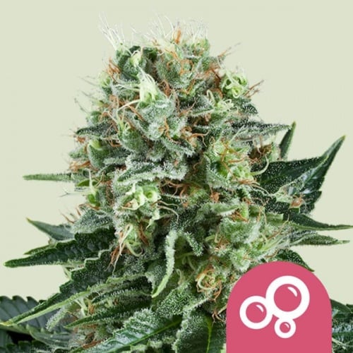 Bubble Kush Feminizada