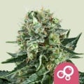 Bubble Kush Feminizada