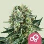 Bubble Kush Feminizada